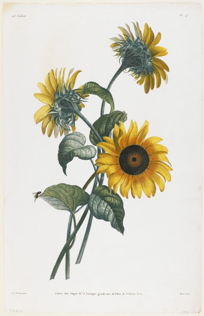 Study of Sunflowers, 1805 by Louis Charles Ruotte